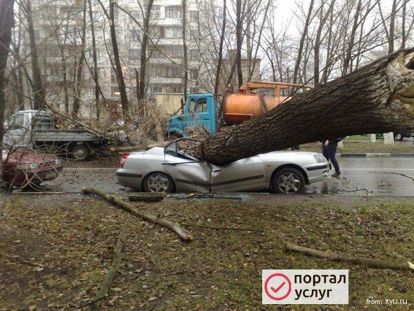 Фото Спил деревьев