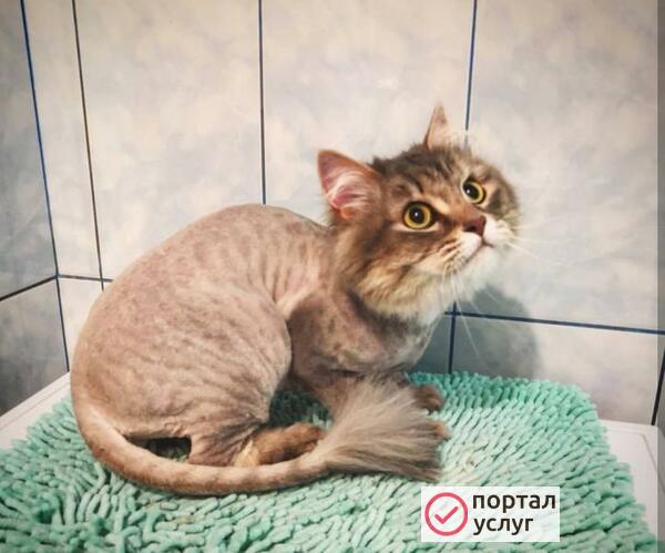 Фото Стрижка собак и кошек 