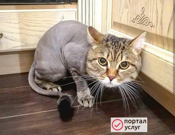 Фото Стрижка кошек и собак 