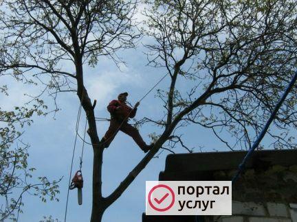 Фото Спил деревьев