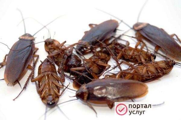 Фото Дезинсекция