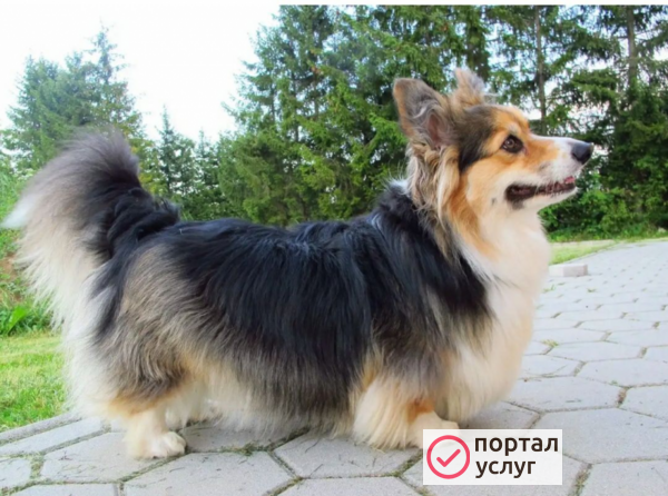 Фото Стрижка собаки