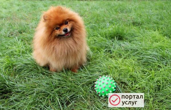 Фото Гостевой домик для собак.