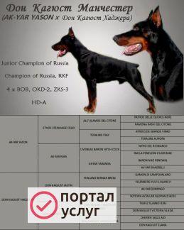 Фото Кобель для вязки доберман