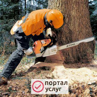 Фото спил деревьев