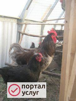 Фото Свежее мясо петуха