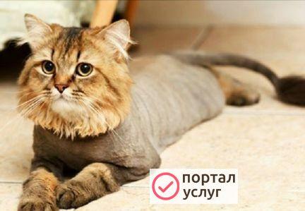 Фото Стрижка кошек