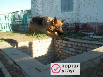 Фото Дрессировка собак