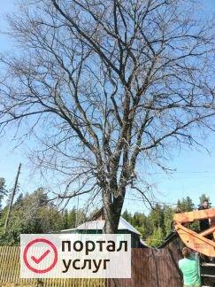 Фото Землечист