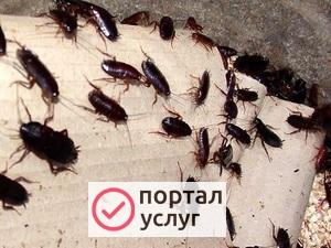 Фото Дезинсекция