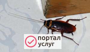 Фото Дезинсекция