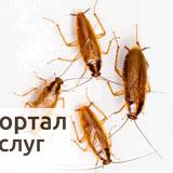 Фото Дезинсекция