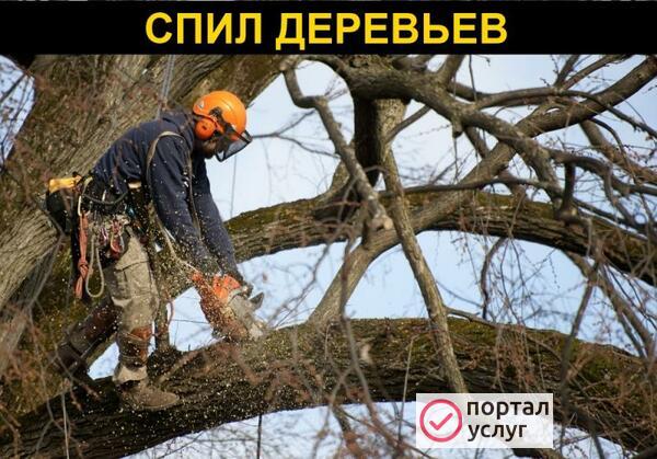 Фото Спил деревьев