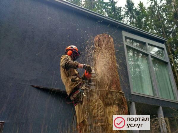Фото Спил деревьев частями