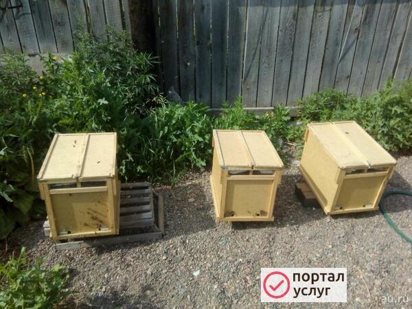 Фото Пчелопакеты
