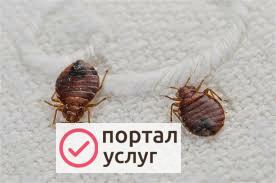 Фото Дезинсекция