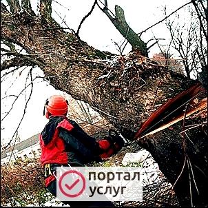 Фото СПИЛ  ДЕРЕВЬЕВ В БАТАЙСКЕ 