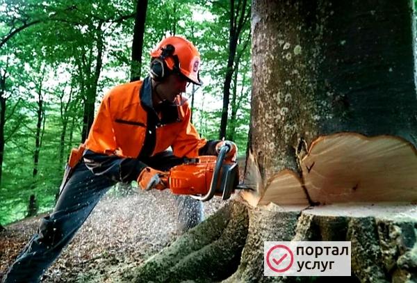 Фото Спил деревьев в Пешково