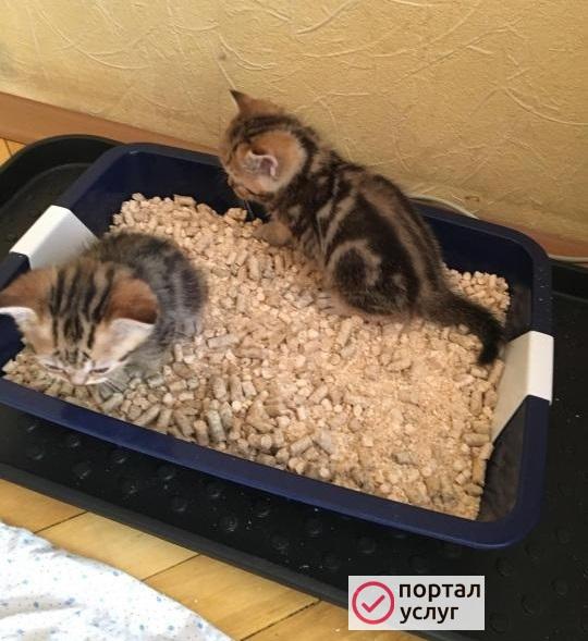 Фото Наполнитель для котят