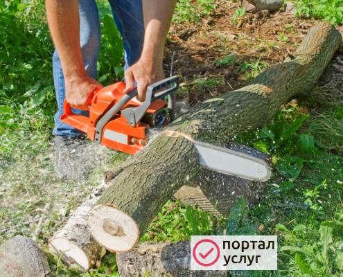 Фото Спил деревьев 