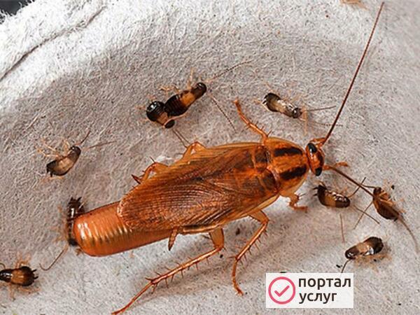 Фото Дезинсекция