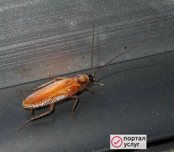 Фото Дезинсекция