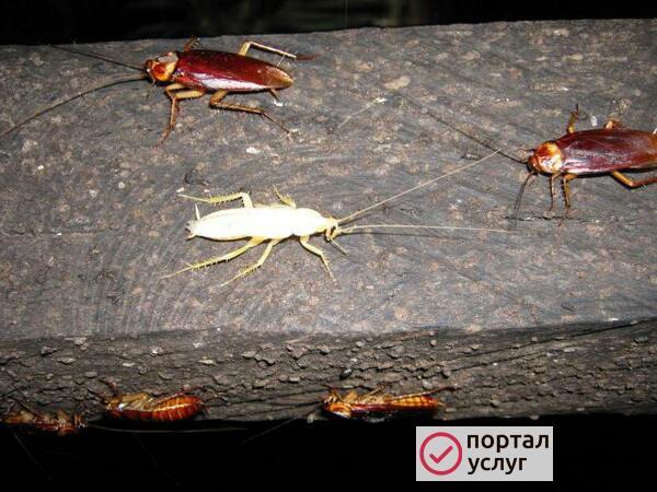 Фото Дезинсекция