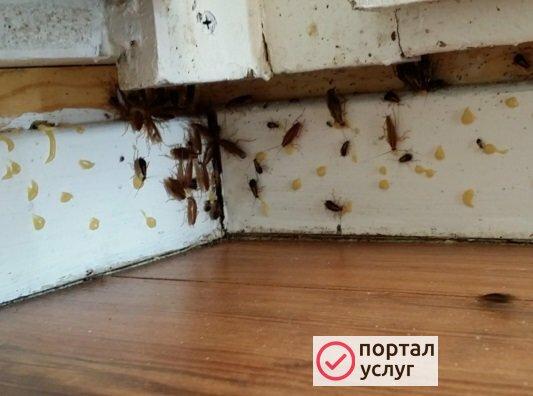 Фото Дезинсекция
