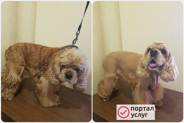 Фото Стрижка собак. Стрижка кошек.