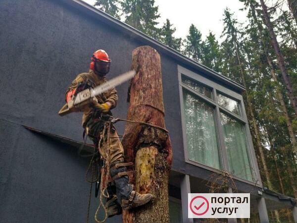 Фото Спил деревьев во Всеволожске