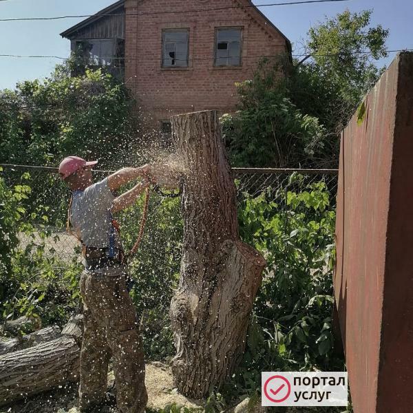 Фото спил деревьев.
