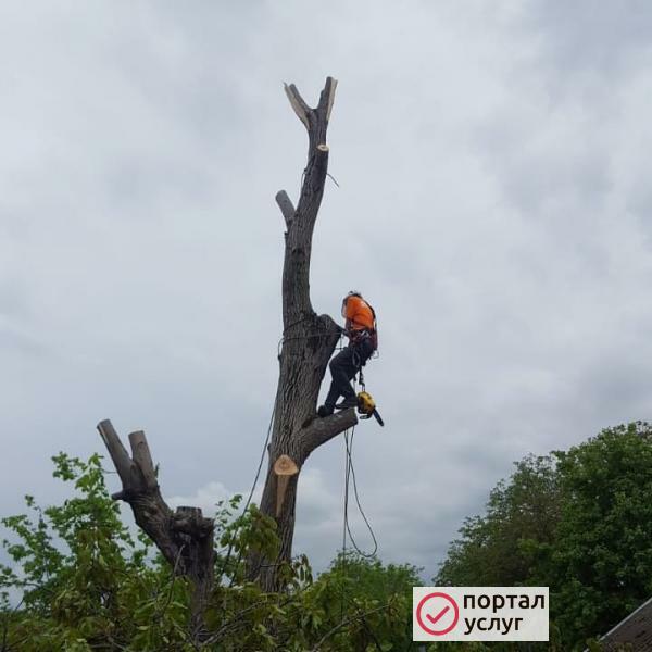 Фото Спил и обрезка деревьев
