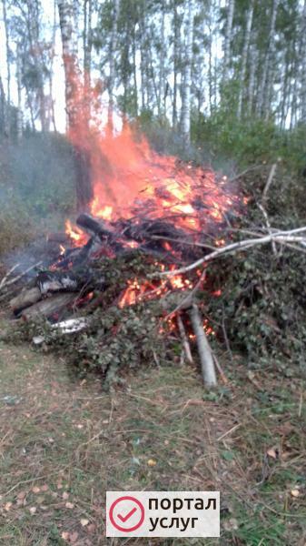 Фото Вывоз веток деревьев мусора
