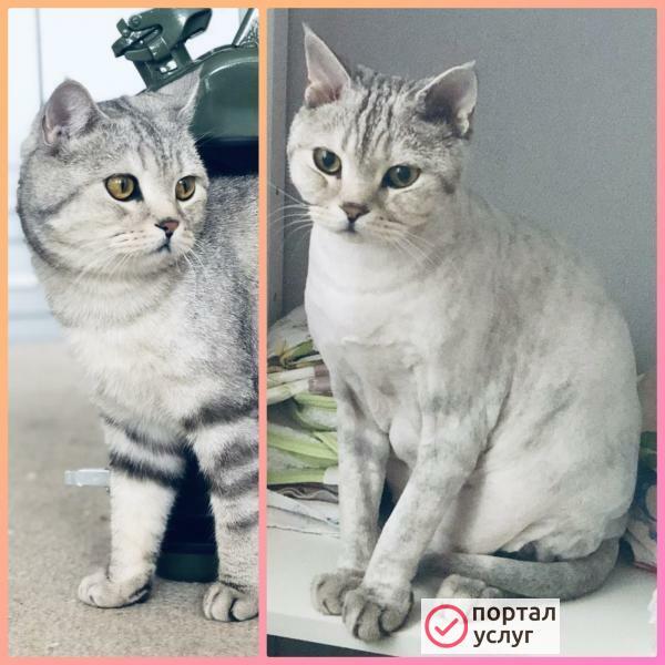 Фото Стрижка кошек и собак