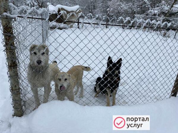 Фото Дрессировка собак с передержкой!