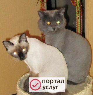 Фото Профессиональная стрижка кошек
