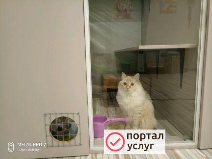 Фото Гостиница для кошек