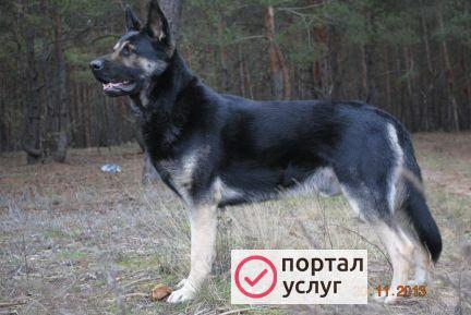 Фото Кобель вео для вязки