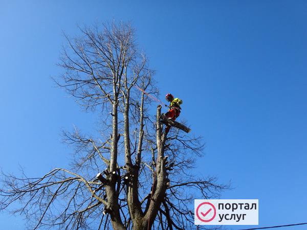 Фото Спил деревьев с вывозам 