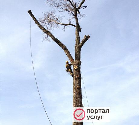 Фото Спил деревьев обрезка деревьев 