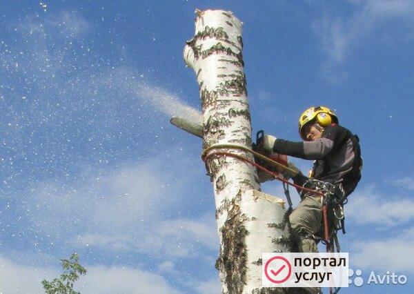 Фото Спил деревьев расчистка участка 