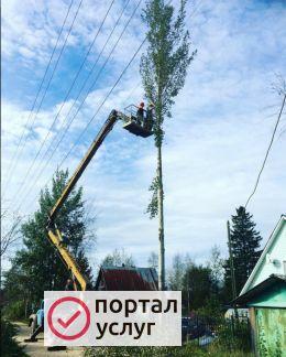 Фото СПИЛ ДЕРЕВЬЕВ, ОБРЕЗКА 