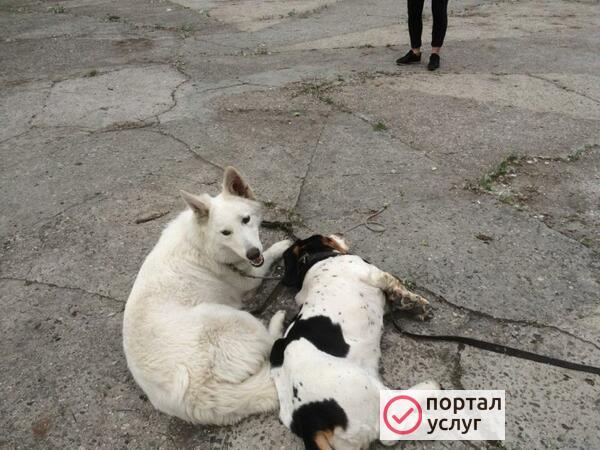 Фото Передержка собак