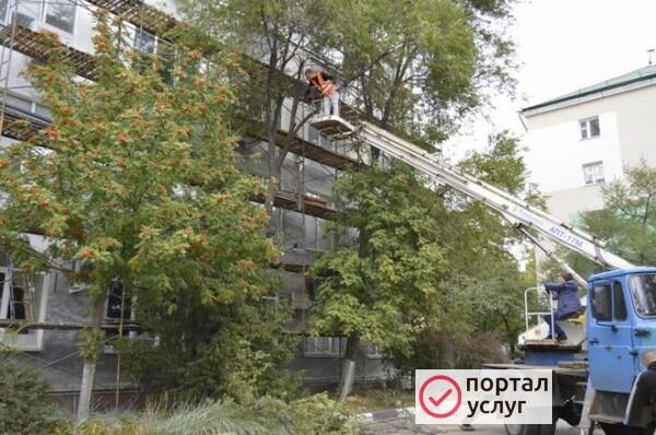 Фото Спил деревьев