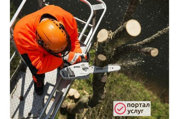 Фото Спилим дерево