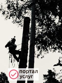 Фото Спил и обрезка деревьев, расчистка участков.
