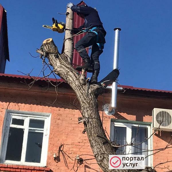 Фото Спил деревьев