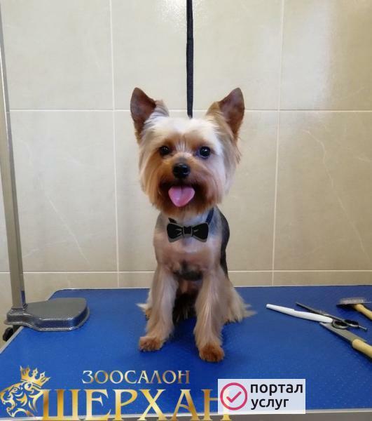 Фото Стрижка кошек и собак