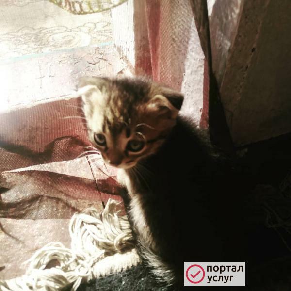 Фото Котята