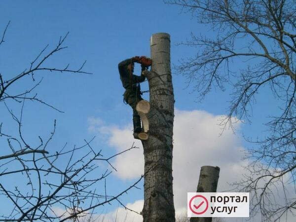 Фото Спил деревьев